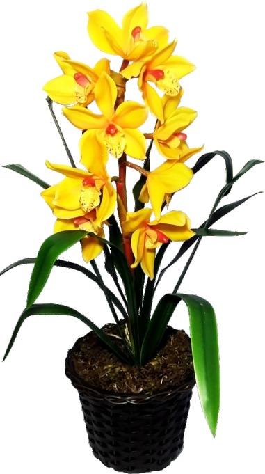 Orquídea Cymbidium Amarela | Floricultura Pétalas e Aromas | Loji