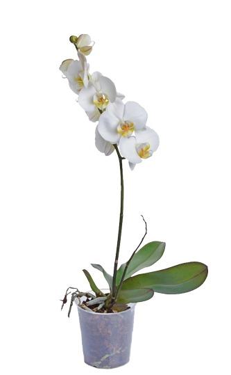 imagem de Orquídea Phalaenopsis Branca