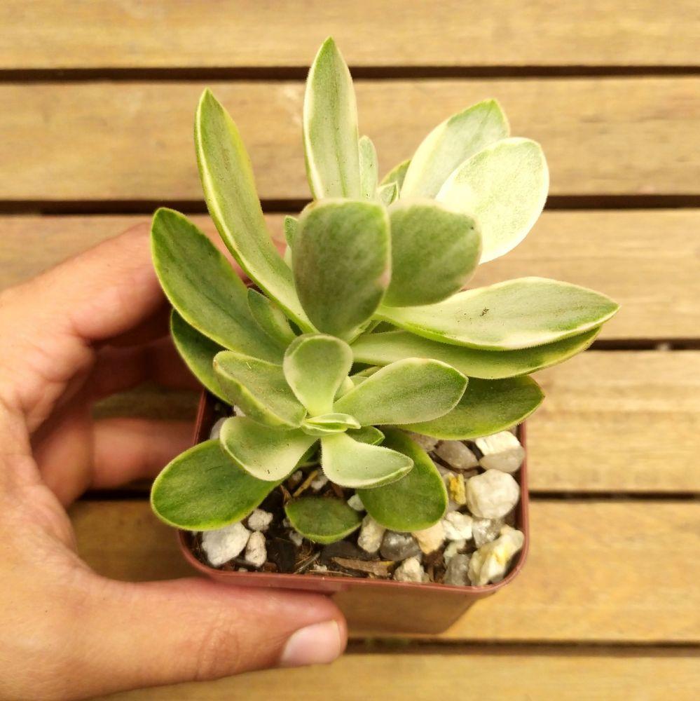 imagem de Mini Suculenta Crassula 'Money Maker' variegata