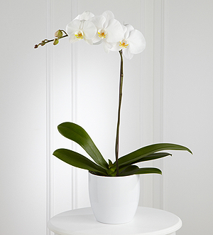 imagem de Phalaenopsis