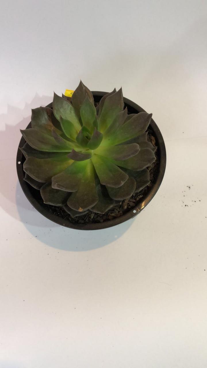 imagem de Echeveria Colorata Baby