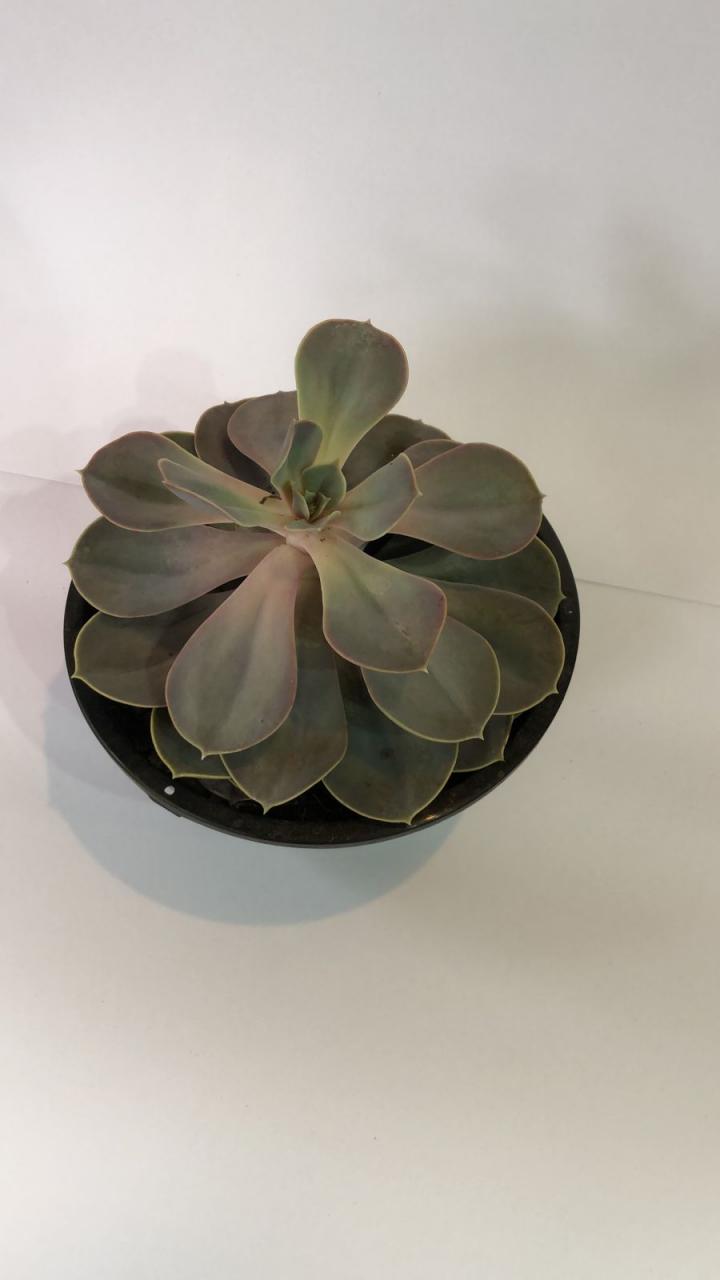 imagem de Echeveria 'Flamenco'