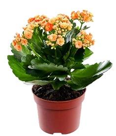 imagem de Kalanchoe Laranjado