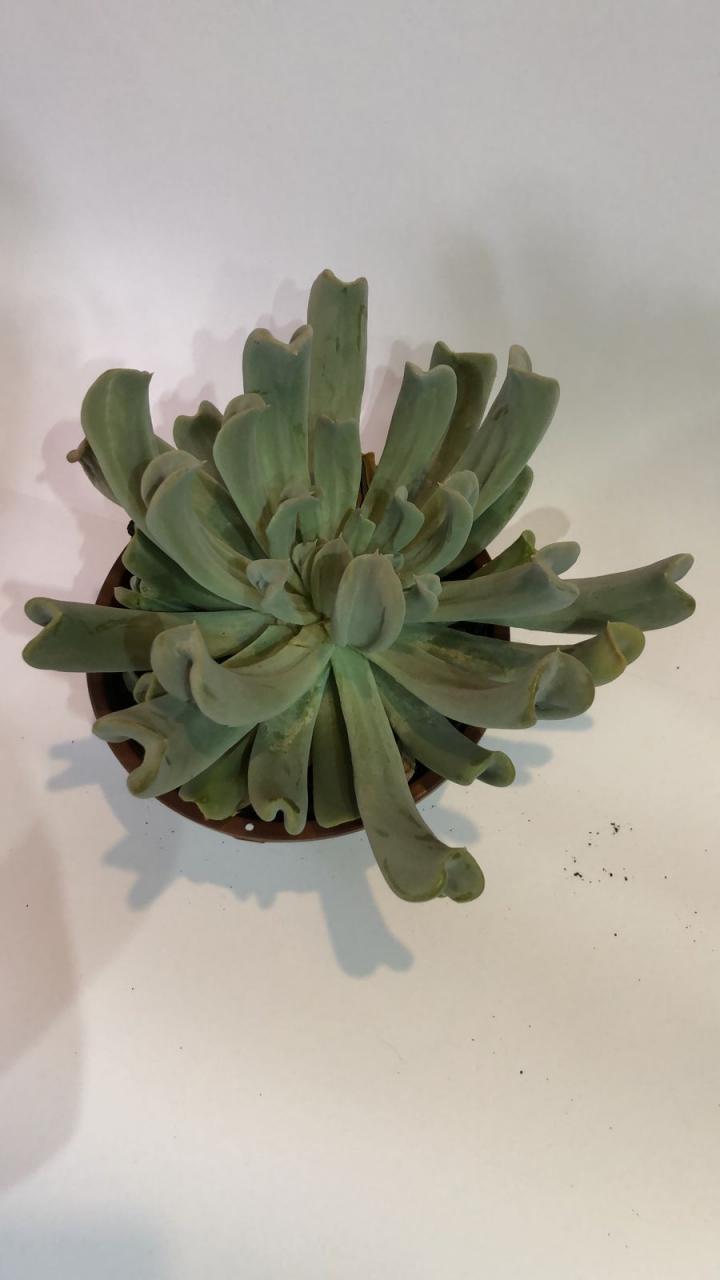 imagem de Echeveria Dark Vader ( diablo strength)