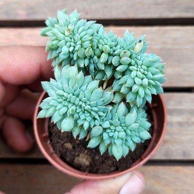 imagem de Mini Suculenta Echeveria 'Chrissy'n Ryan Cristatal