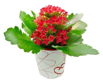 imagem de Kalanchoe Vermelho