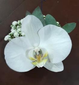 imagem de Aplique de Orquídea e Egípcio.