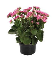 imagem de Kalanchoe Rosa Claro