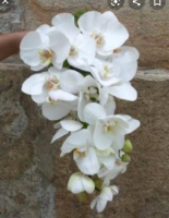 imagem de Buquê Cascata de Orquídeas Brancas.