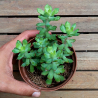 imagem de Mini Suculenta Sedum Cuspidatum