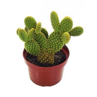 imagem de Mini Cacto San Pedro (Echinopsis pachanoi)