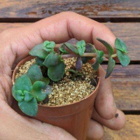 imagem de Mini  Suculenta Crassula Pellucida