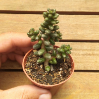 imagem de Mini Suculenta Sedum Furfuraceum