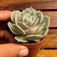 imagem de Mini Suculenta Echeveria 'Lola'