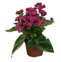 imagem de Kalanchoe Rosa Pink