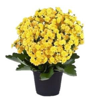 imagem de Kalanchoe Amarelo