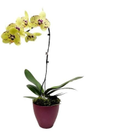 imagem de Orquídea Phalaenopsis Laranja