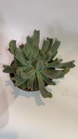 imagem de Echeveria Dark Vader ( diablo strength)