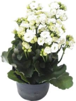 imagem de Kalanchoe Branco