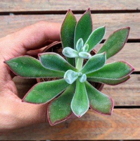 imagem de Mini Suculenta Echeveria pulvinata 'Ruby"