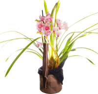 imagem de Orquídea Cymbidium Rosa